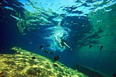 Woman snorkelling