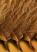 Tawny owl feather detail,SEM