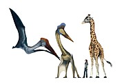 Pterosaur size comparison,artwork