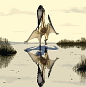 Pterosaur,Lacusovagus magnificens