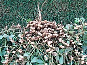 Drought-sensitive peanut plants