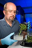 Genetically engineered plant research