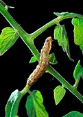 Cotton bollworm caterpillar