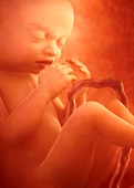 Human foetus in the womb,artwork