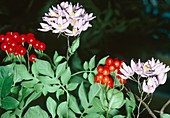 Solanum seaforthianum flowers and berries