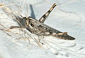 Desert locust,on white gypsum