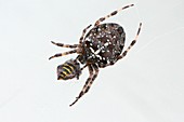 Garden spider,Araneus diadematus