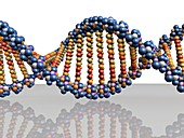 DNA molecule,computer artwork