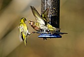 Birds at bird feeder