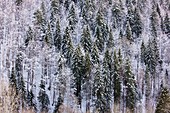 Norway Spruce (Picea abies)