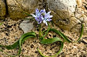 Squill (Scilla vicentina)