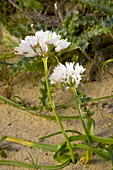 Garlic (Allium sub villosum)