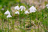 Three-leaved Snowflake