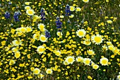 Wildflowers,California