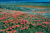 Californian Poppies (Eschscholzia)