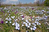 Blue flax (Linum austriacum)