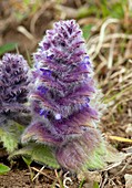 Pyramidal Bugle (Ajuga pyramidalis)