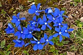 Angled Gentian (Gentiana angulosa)