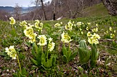 Ruprecht's Primula (Primula ruprechtii)