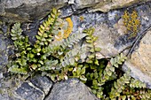 Sea spleenwort (Asplenium marinum)