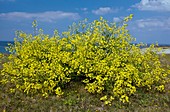 Sea Radish (Raphanus raphanistrum)