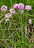 Bird's Eye Primrose (Primula farinosa)