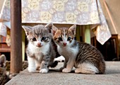 Kittens in Romania