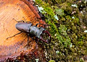 Greater Stag Beetle