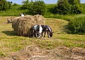 Harvesting hay,Romania