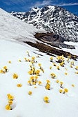 Coltsfoot (Tussilago farfara)