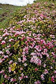 Creeping Azalea (Loiseleuria procumbens)