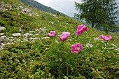 Peony (Paeonia officinalis)