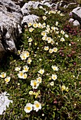 Mountain Avens (Dryas octopetala)