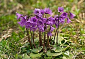 Common Snowbell (Soldanella alpina)