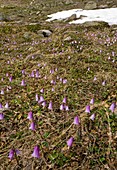 Dwarf Snowbell (Soldanella pusilla)