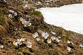 Spring Pasqueflower (Pulsatilla vernalis)