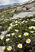 Mountain Avens