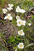 Calochortus apiculatus