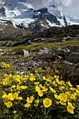 Snow Cinquefoil (Potentilla nivea)