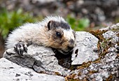 Hoary marmots