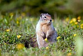 Hoary marmots