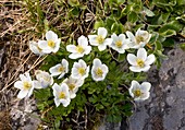 Trollius laxus ssp. albiflorus