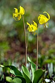 Erythronium grandiflorum