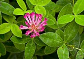 Zigzag Clover (Trifolium medium)