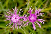 Common Knapweed (Centaurea nigra)