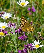 Silver-washed Fritillary butterfly