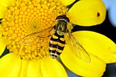 Hoverfly