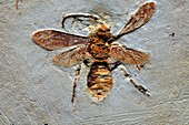Wasp fossil