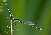 Common bluetail damselfly