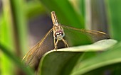 Ditch jewel dragonfly